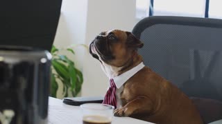 Dogs Office tai work