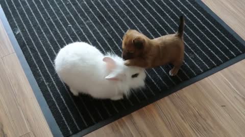 Puppy and bunny playtime will melt your heart