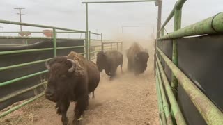 A Texas Bison Ranch