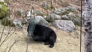 Black Bear Visits Minnesota Bird Feeders