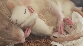 Sleepy Pet Rat Cuddles His Stuffed Buddy