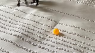 Ferret Play with Ping Pong Ball on Bed