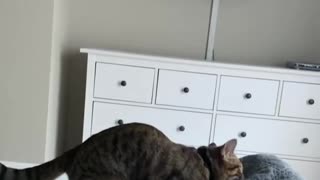 This cat shows off its pure hunting abilities