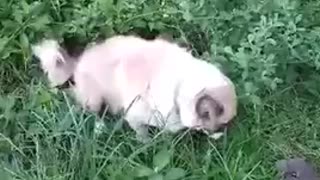 Dog pooping while eating grass?