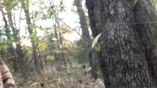Curious Deer Approaches Hunter