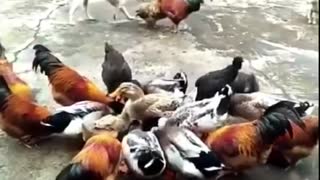 Dog VS Chicken Fight - Funny Dog Video