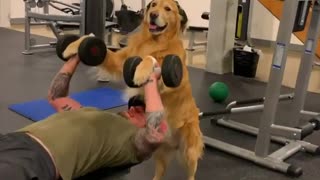 Golden Retriever gym trainer helps spot owner during workout