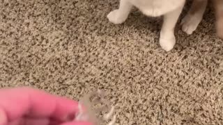 Fast Feline Loves Fetch