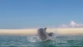 Great white shark jumps to catch seal