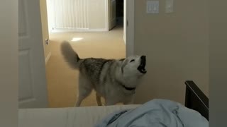 Husky demands attention first thing in the morning