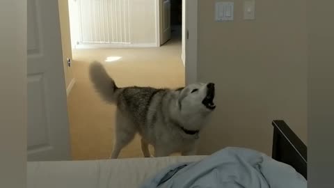 Husky demands attention first thing in the morning
