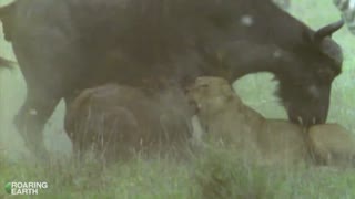 Lion Attacks Buffalo Calf, Immediately Regrets It