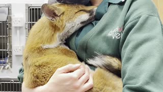 Fox cuddles are the fix after a long day