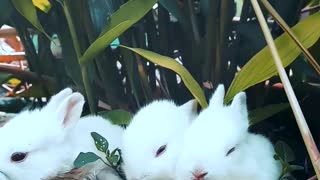 White rabbits eating grass together