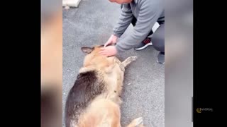 police dog 'Cries' After Reuniting