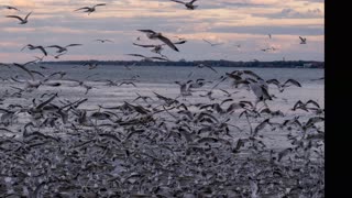 Gull Feeding Frenzy, Huron, OH - October 22, 2019 (best viewed in 4k)
