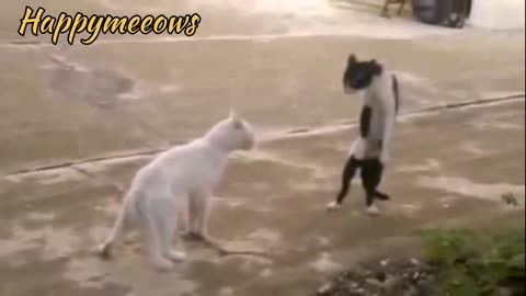Kungfu meow