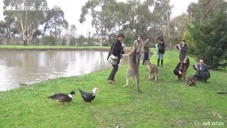 Funny Different Animals Chasing and Scaring People and act like adorable