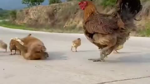 Small prity baby dog and cock