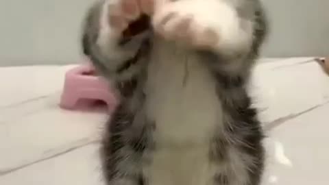 cute, affectionate kitten