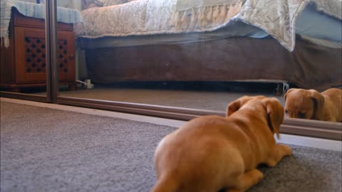 Funny Video A Dog Fights With His Reflection In The Mirror