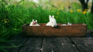 rabbit playing with friends