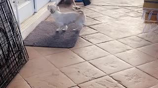 Doggy Uses Doormat Like a Pro