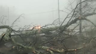 Tree Falls during Severe Storm