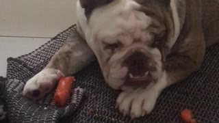 English bulldog loves carrot