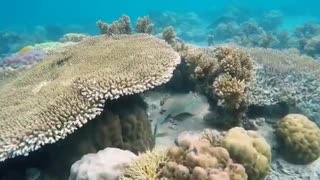 Aquarium Underwater sound