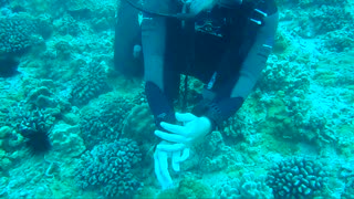 Scuba Diving leading Dives