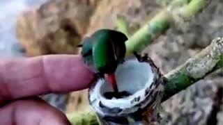 Amazing Mother Hummingbird Feeding Her Babies!