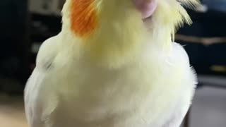 Parrot Loves Getting Head Scratches