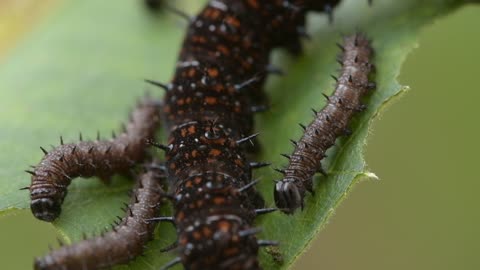 caterpillar family at their lunch time