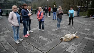 Dog Gets More Attention Than Tourist Attraction