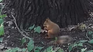 squirrel in park