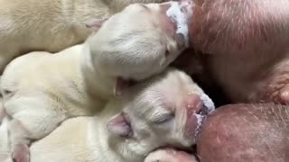 Mother dog feeding puppies