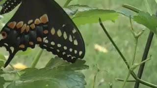 Black Swallowtail Butterfly getting ready tomfly
