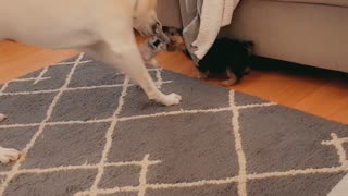 Dog Shows No Mercy to Puppy Playing Tug of War