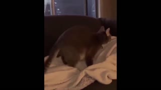 Cat shows her amazing dance moves