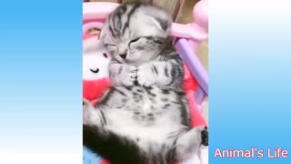 Very cute kitten sleeping!