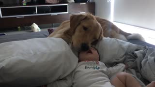 Golden Retriever preciously watches over baby best friend
