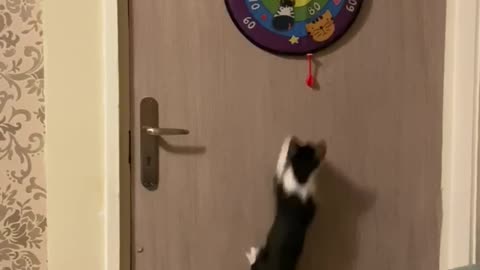 Darts played with my kitten