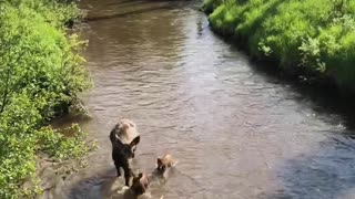 Momma Moose and Babies Enjoying the River