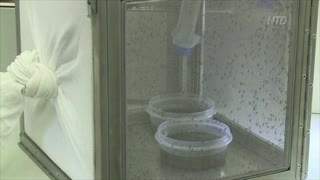 Genetically Modified Mosquitoes Released