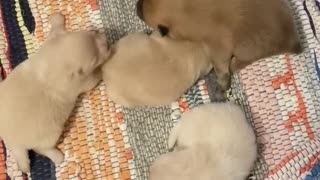 Pomeranian puppies 4/11/21