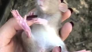 Adorable baby rat loves belly rubs