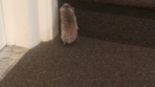 Stairs to High for Hedgehog