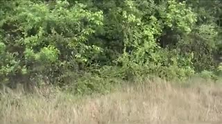 Wild elephant attack in Wasgamuwa Srilanka