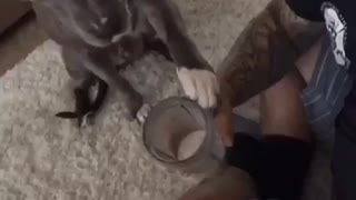 Pitbull trying to steal a sip